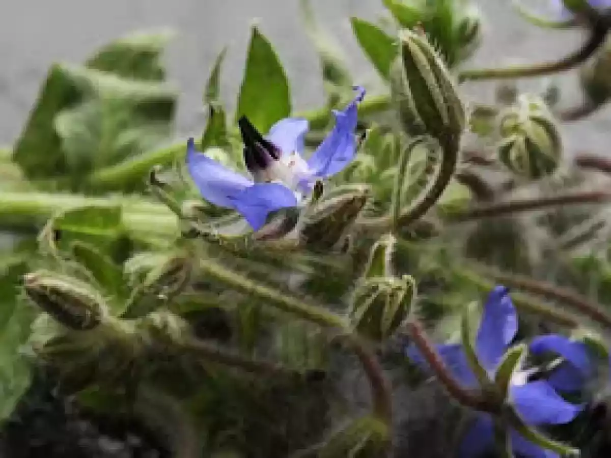 Minestra di Borragine, Pollo all'inglese e Frittata al cerfoglio (1400 Kcal giornaliere)