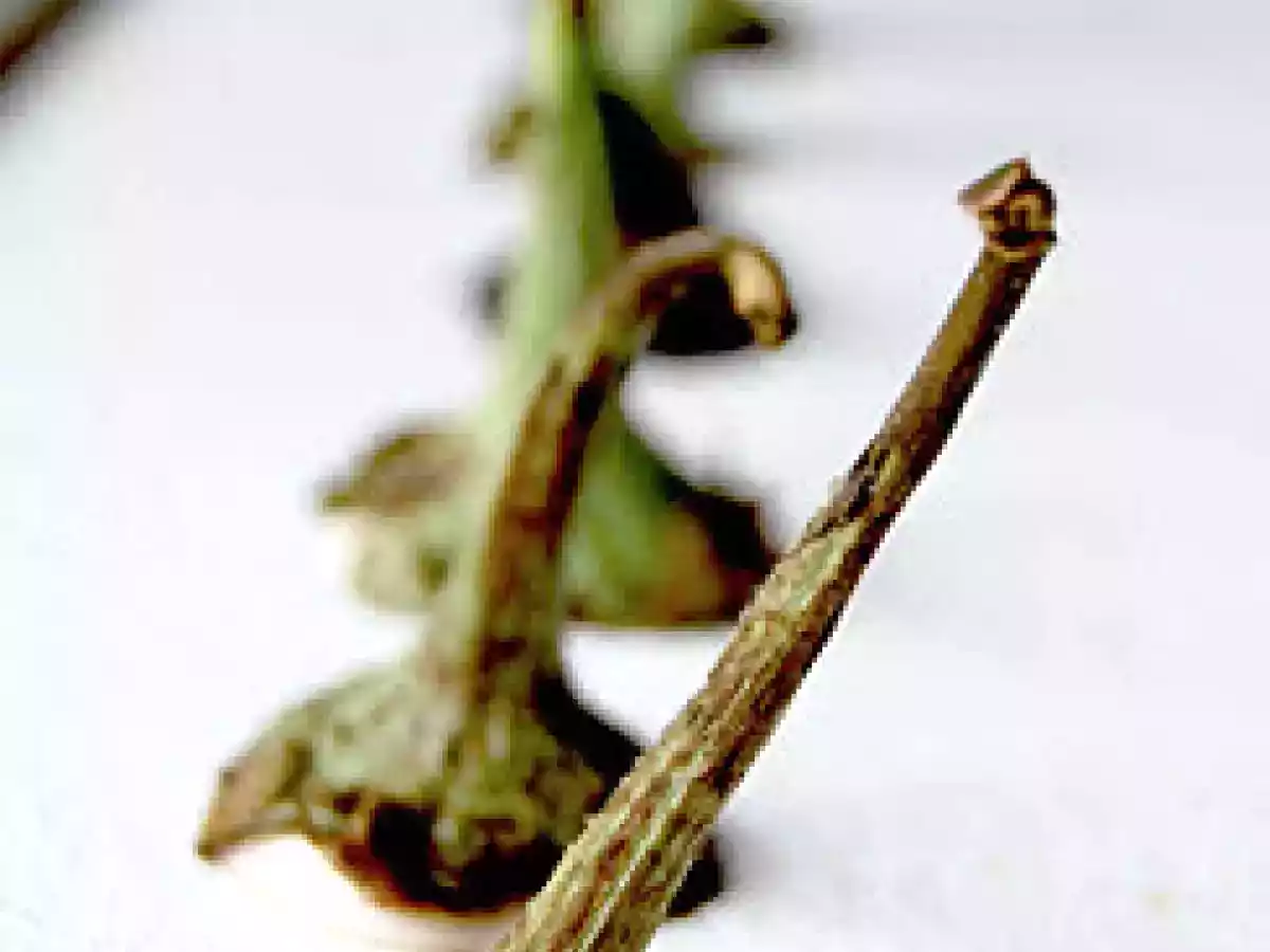 Mini Parmigiane di mini melanzane bianche - foto 3