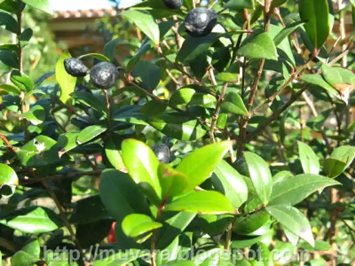 Mirto di Sardegna - foto 6