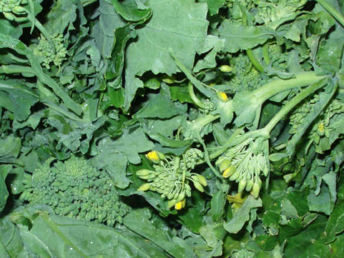 Orecchiette con le cime di rapa (broccoletti di rapa) - foto 3