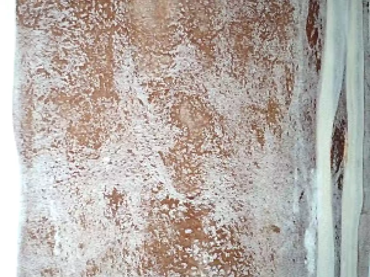 PASTA SFOGLIA AL CACAO - foto 3