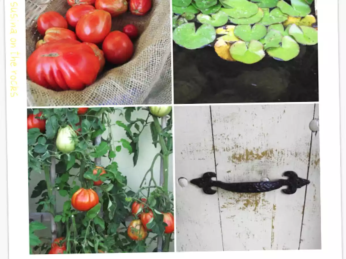 Pennoni ripieni di fiori di zucca, crescenza, zucchini, pinoli e basilico - foto 2