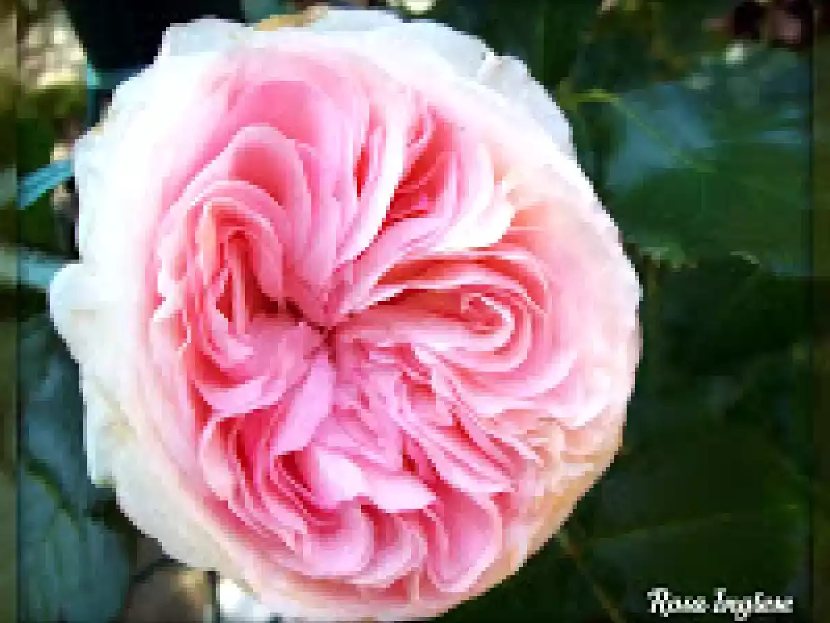 Pollo al sale blu di persia & patate al wasabi nori salt - foto 2