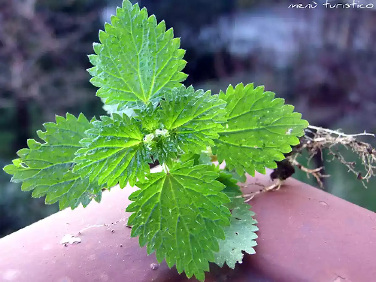 Ravioli di timo, ortica, ricotta e bitto - foto 6