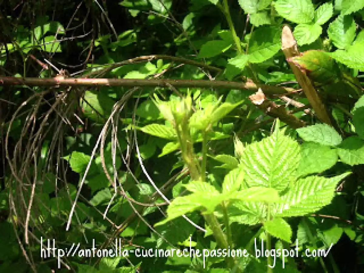 Timballini con germogli di rovo e petali di rosa rossa - foto 12