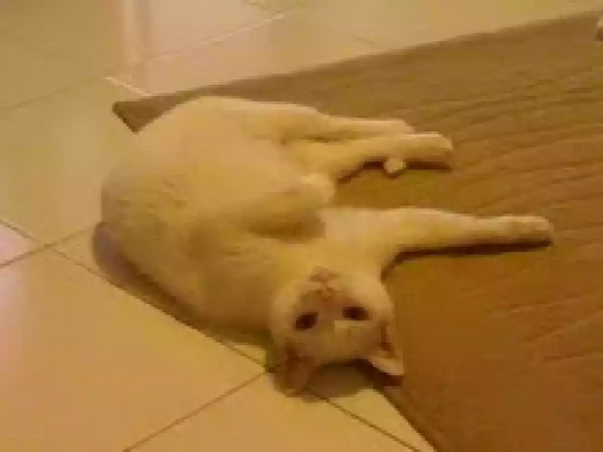 TORTA RICOPERTA DI CIOCCOLATO PLASTICO ( SPEZZETTATO) E PREMI - foto 3