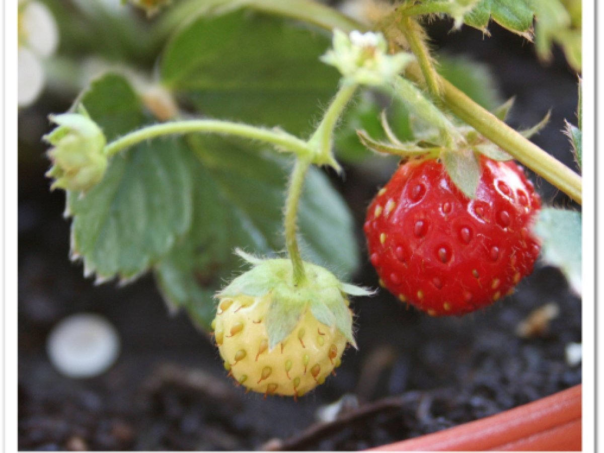 Torta Soffice alle Fragole - foto 4