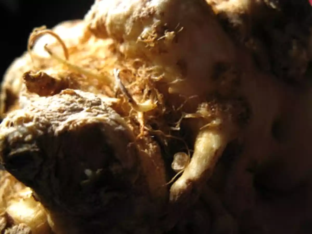 Tortini di riso Rosso e Venere al sedano rapa e...... - foto 8