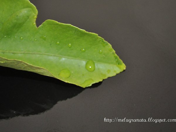 Un antipasto per la Vigilia. Insalata croccante nei cedri. - foto 4