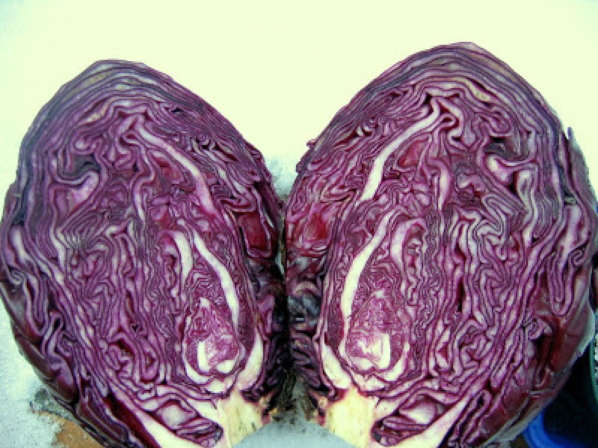 Verza rossa con le mele (Apfelrotkohl) - foto 4