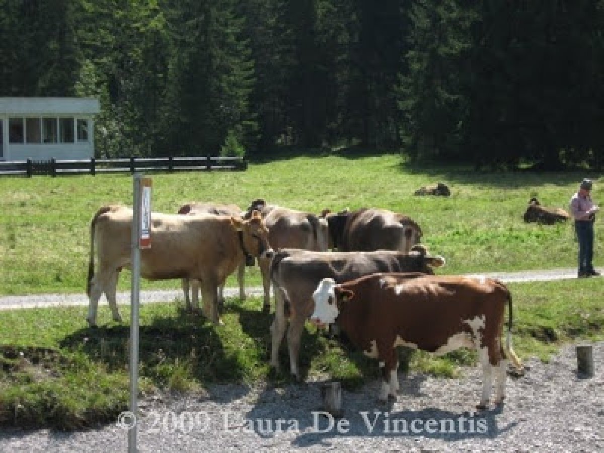 Zugspitze Arena e Dintorni e... Spätzle agli Spinaci con Bacon e Crème Fraiche, foto 14