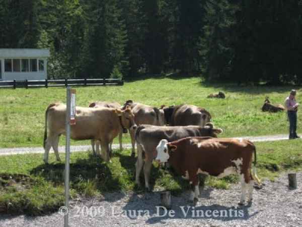 Zugspitze Arena e Dintorni e... Spätzle agli Spinaci con Bacon e Crème Fraiche, foto 14