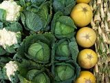 Ricette con frutta e verdura di stagione: gli ingredienti di febbraio